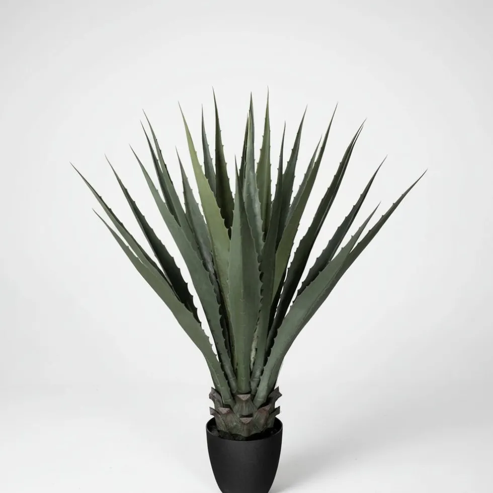 Mr. Plant agave