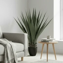 Mr. Plant agave