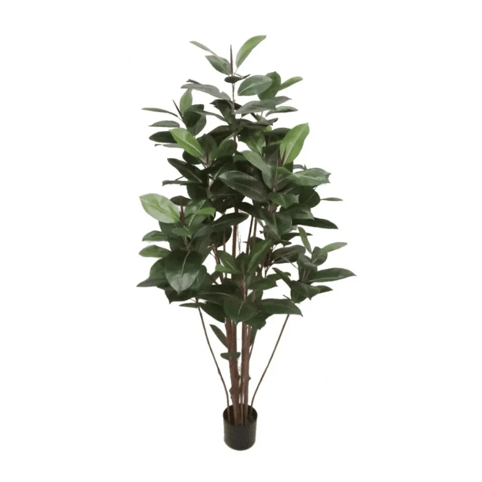 Mr. Plant Fikus Robusta 180 cm
