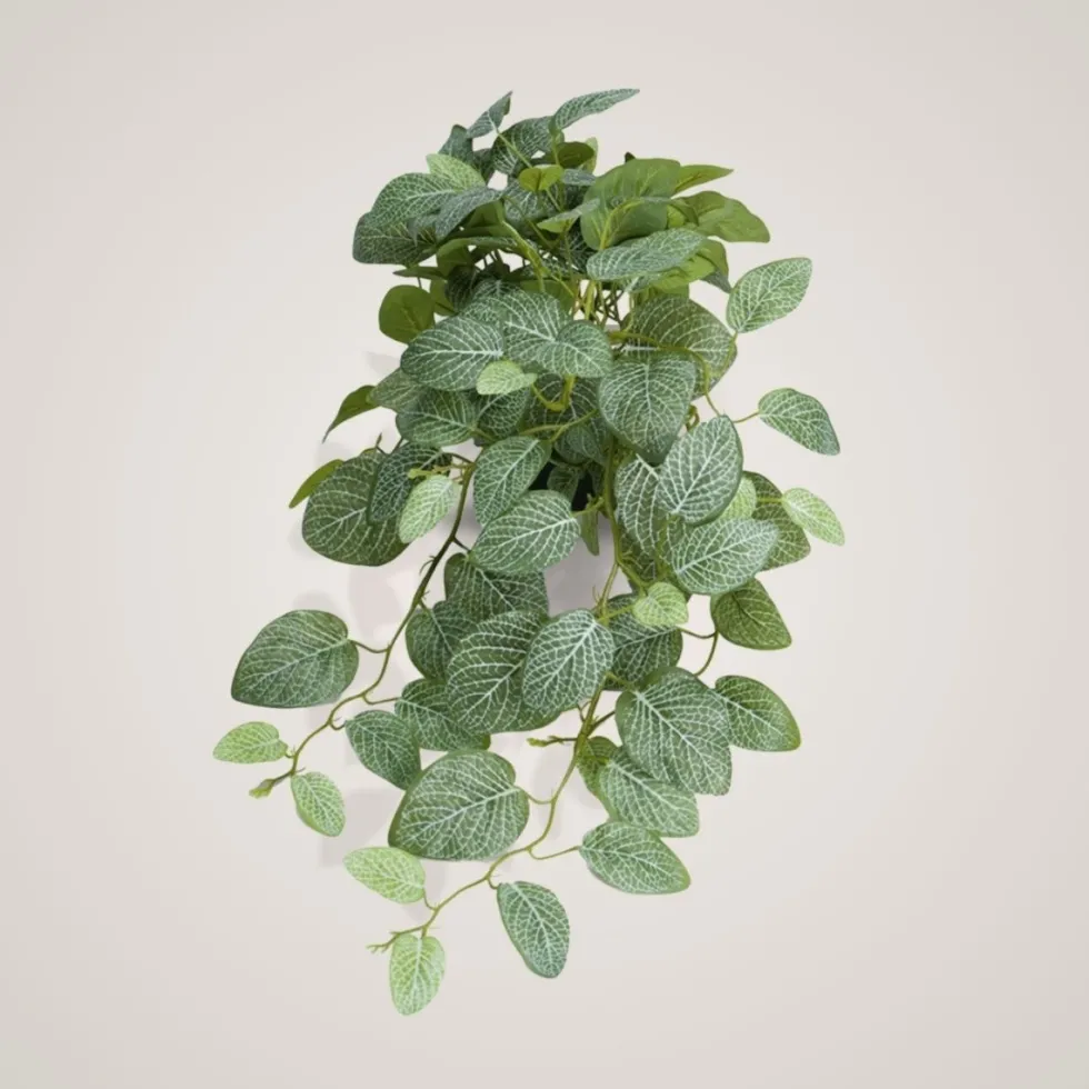 Mr. Plant Fittonia, 50 cm