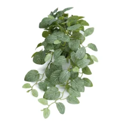 Mr. Plant Fittonia, 50 cm