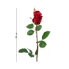 Mr. Plant rose
